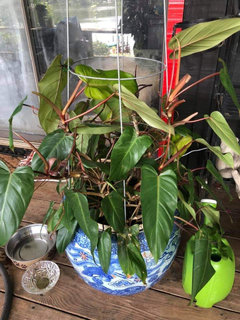 What Philodendron is this? | Houzz Forum