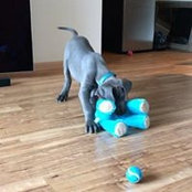 Duke McDaniels billede