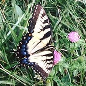 Ann Fischbein's photo