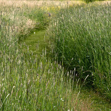 paths