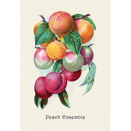 Peach Ensemble - Gallery Wrapped Canvas Art 28" x 42"
