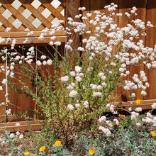 Garden ideas