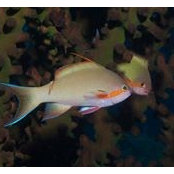 Ann Petin's photo