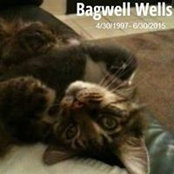 Karyn Wells's photo