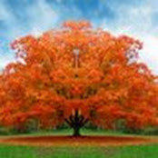 Aesha Mahdi's photo