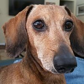 James Roper's photo
