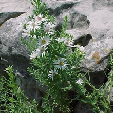 Native Plants