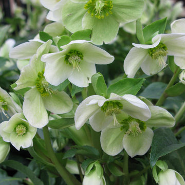 Plant Ideas & Colorful Combinations