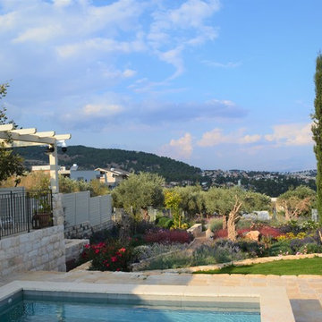 A garden with old olive trees