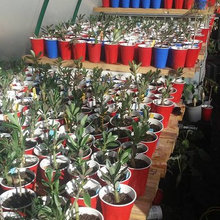 adenium progress