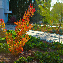 Landscape Ideas
