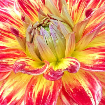 Dahlias