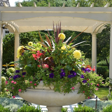 Summer Annuals