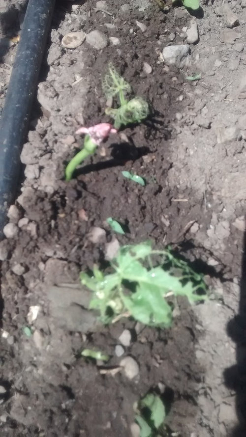 Help me identify what's eating my beans!