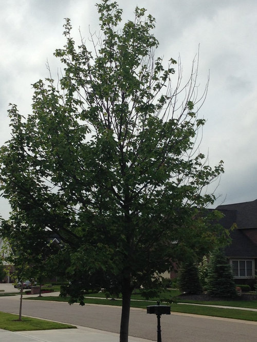 Maple tree dead branches