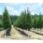 TN Nursery's photo