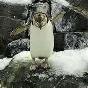 Ian Mcallister's photo