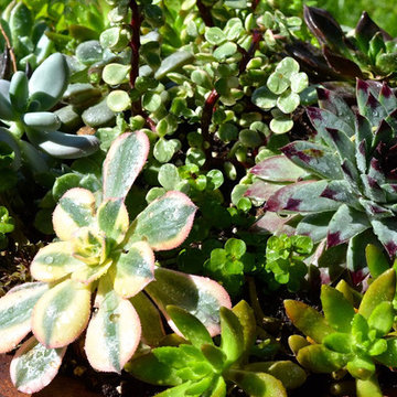 Succulent Planters