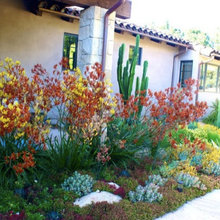 Succulent garden