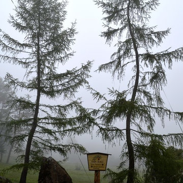 Graceful Larch