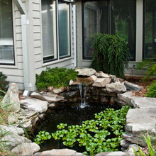 Frog pond