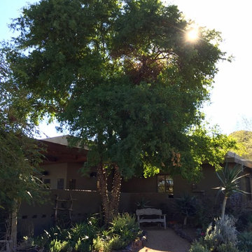 Southwestern Plants