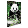 Philippe Hugonnard 'Giant Panda' Canvas Art, 19"x12"