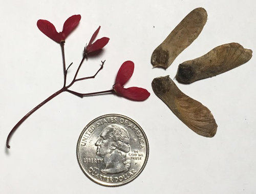 Japanese maple seeds dropping prematurely?