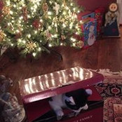 Juli Faulkner's photo