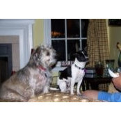 Janice Papst's photo