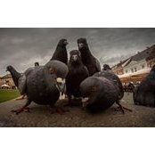 Foto de Ivan Ole