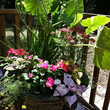 Potted Plants & Flower Beds