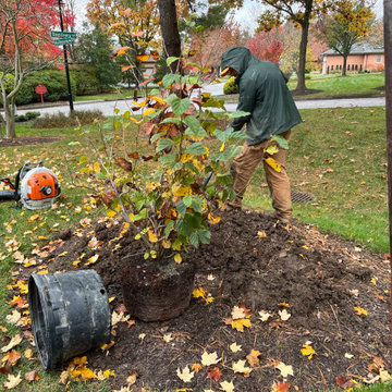 Native Plant Transformation of a HOA restricted landscape