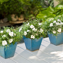 container plants