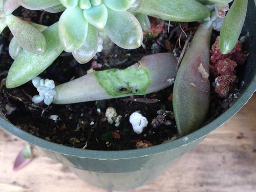 Something eating my succulents