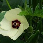Joy Brooks's photo