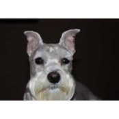 Mike Scattergood's photo