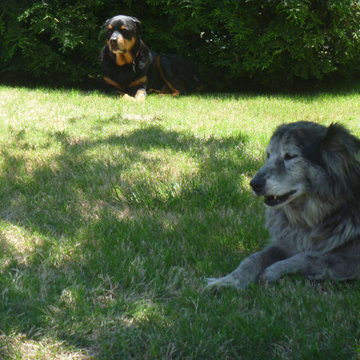 Pet friendly landscape