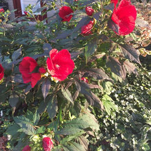 Garden Ideas