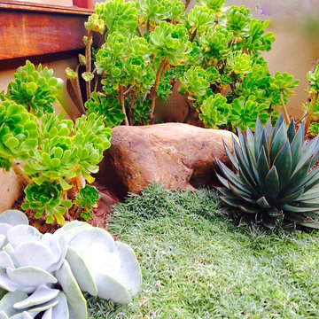 Succulents