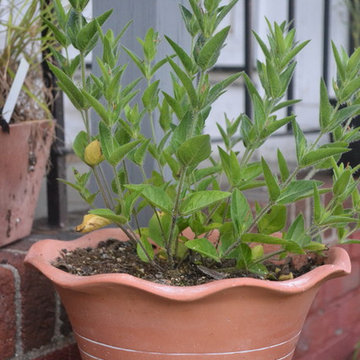 Container Gardens