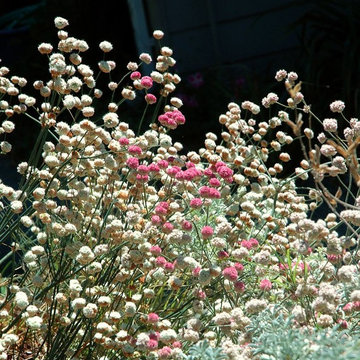 Naked buckwheat / Eriogonum nudum