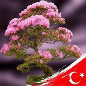 Saniye Seref's photo