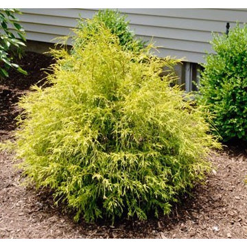 Golden Mop Threadleaf False Cypress