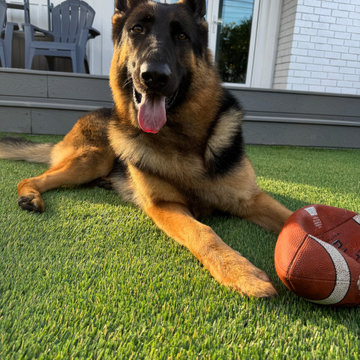 Santa Monica Pet Turf Installation