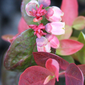 Brazelberries
