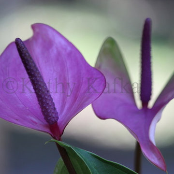 Purple Peace Lily Flower by Kathy Kafka - Photo Artist