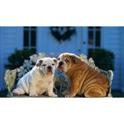 Patricia Ruggiero Vandenberg's photo
