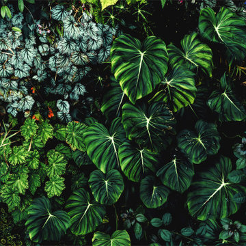 Living Walls