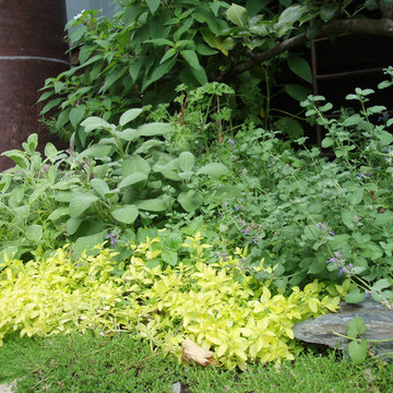 Herb garden - leaf texture and color